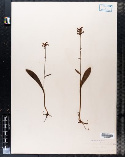 Habenaria tridentata