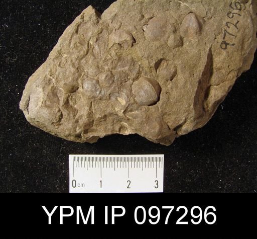Hyattidina congesta