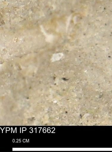 undet. Mollusca