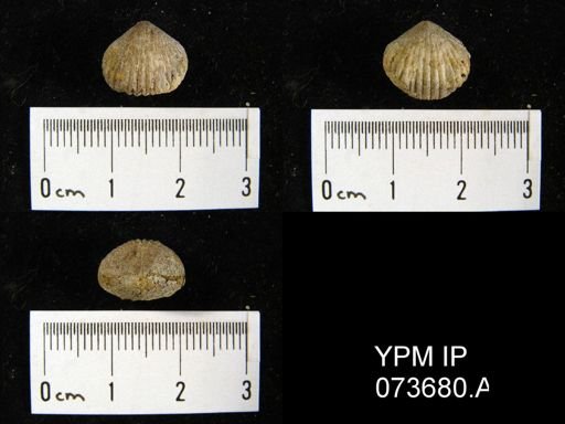 Camarotoechia perryvillensis