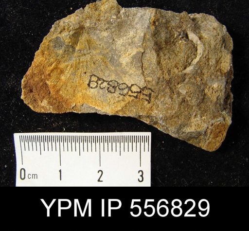 Stropheodonta planulata