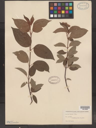 Cornus amomum
