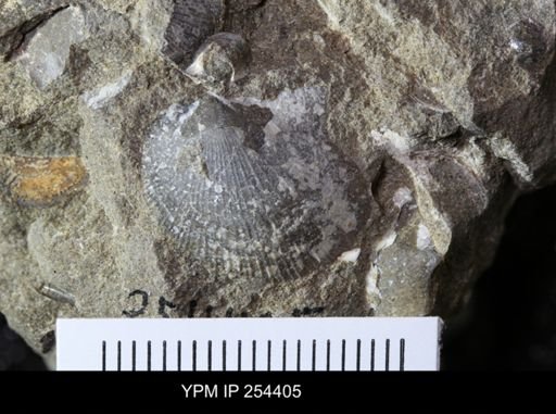 Oxytoma (Hypoxytoma) sp.