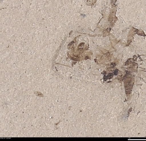 undet. Hymenoptera