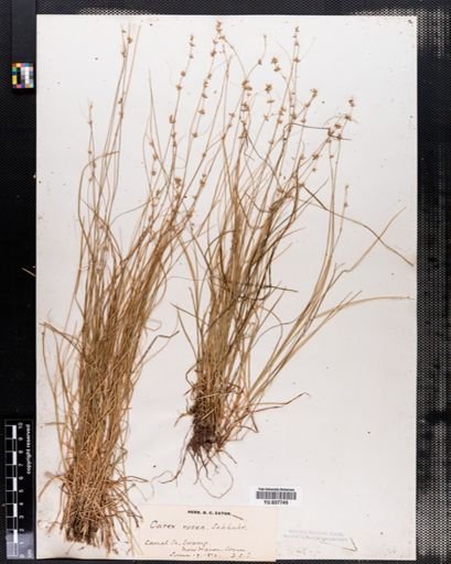 Carex rosea