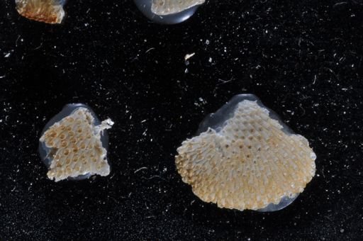 Primavelans insculpta
