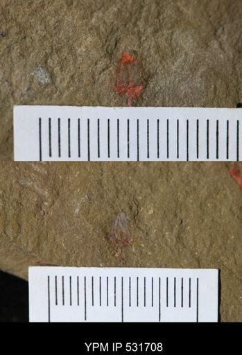 undet. Stylophora