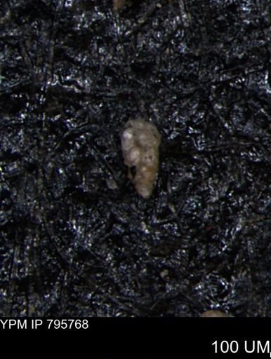 Verneuilina canadensis