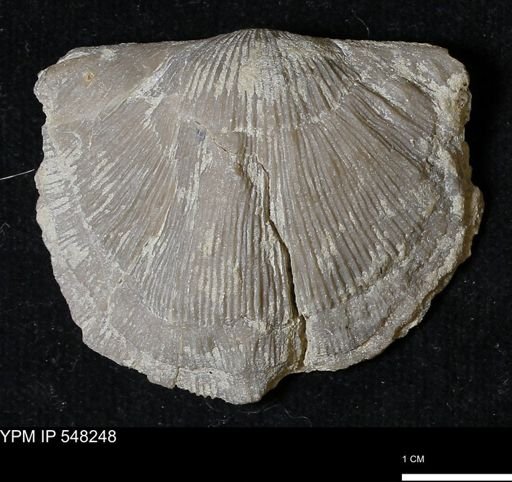 Stropheodonta callawayensis