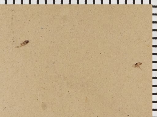 undet. Diptera