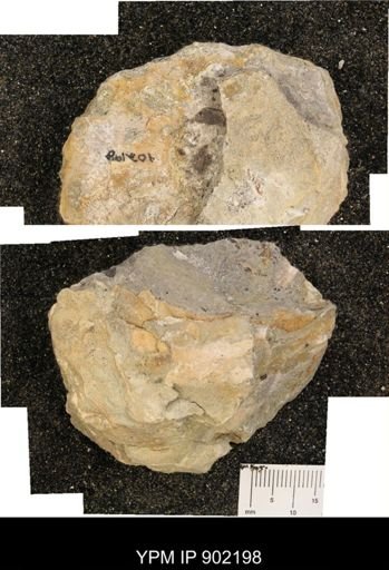 undet. Ammonoidea