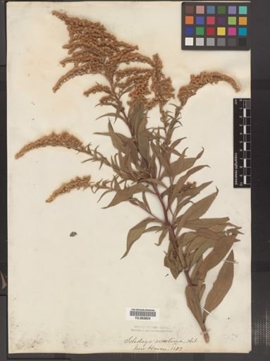 Solidago serotina