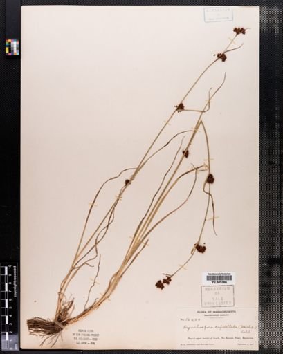 Rhynchospora capitellata