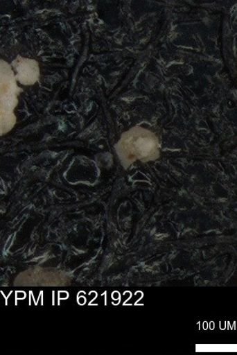 undet. Foraminiferida
