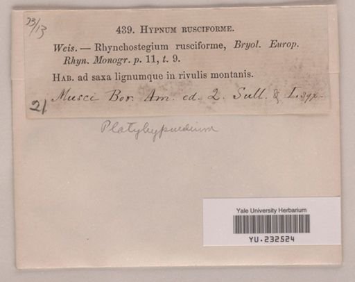 Platyhypnidium rusciforme