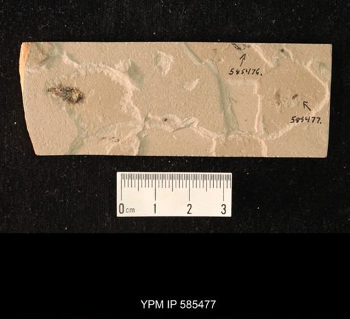 undet. Coleoptera