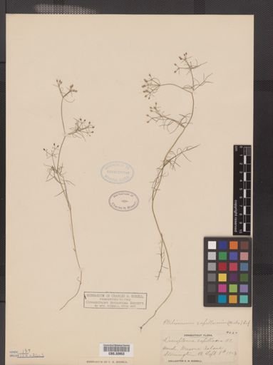 Ptilimnium capillaceum