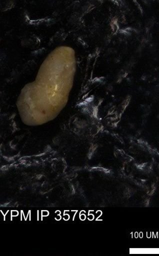 undet. Foraminiferida