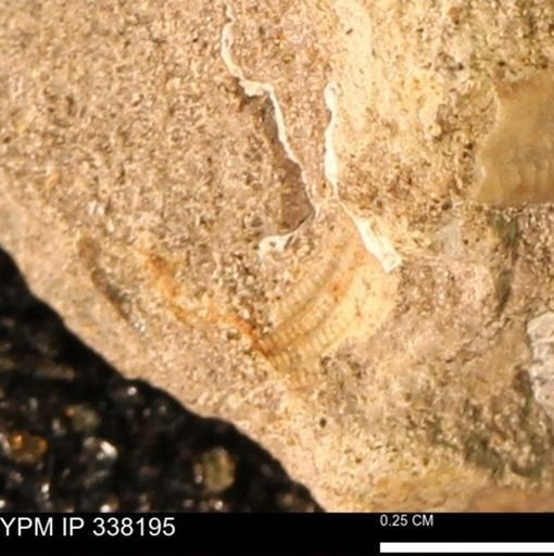 undet. Mollusca