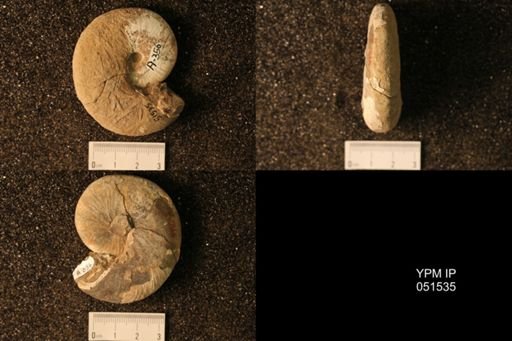 Hoploscaphites nicolletii