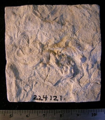 undet. Ophiuridae