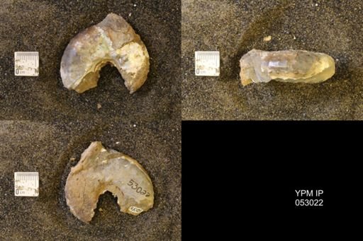 Discoscaphites gulosus