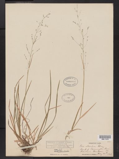 Poa alsodes