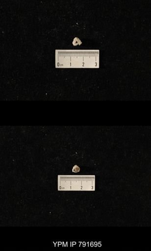 undet. Brachiopoda