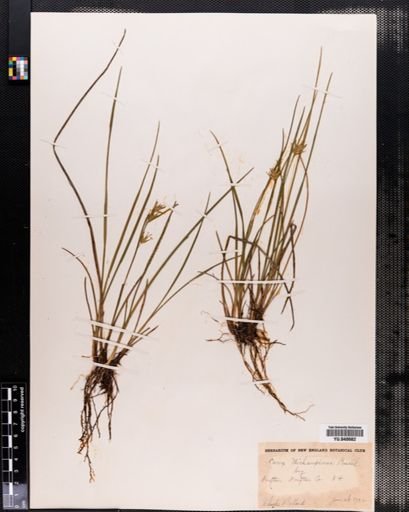 Carex michauxiana