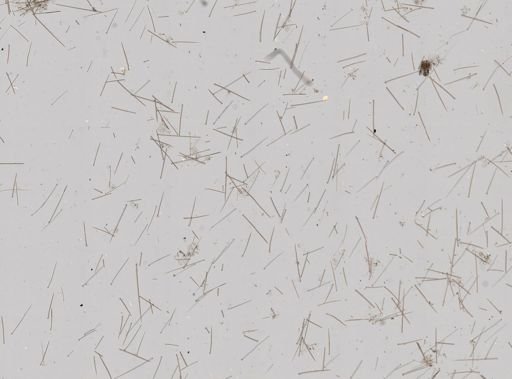 Prosuberites sp.