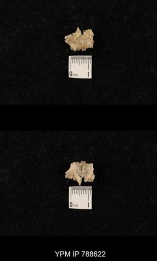 undet. Brachiopoda