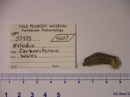 Helodus sp.