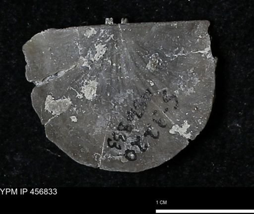 Stropheodonta sp.