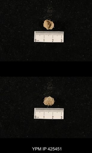 Liosotella sp.
