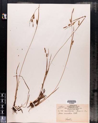 Carex conoidea