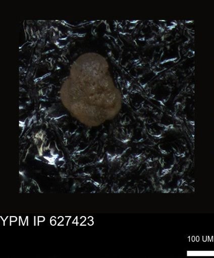 undet. Foraminiferida