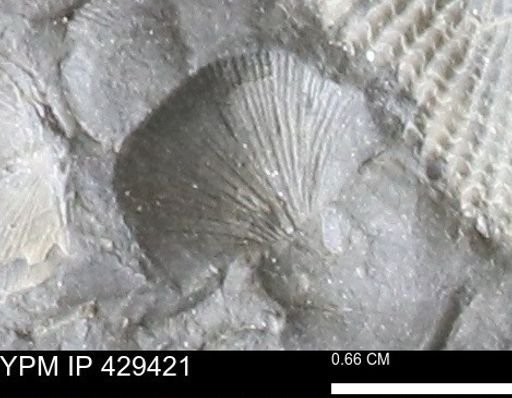 Devonochonetes scitulus