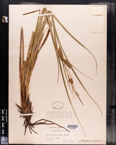 Carex rostrata