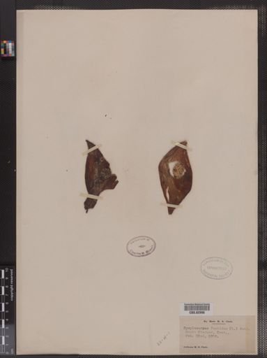 Symplocarpus foetidus