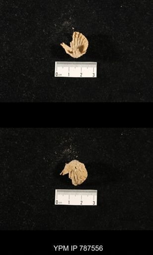 undet. Brachiopoda