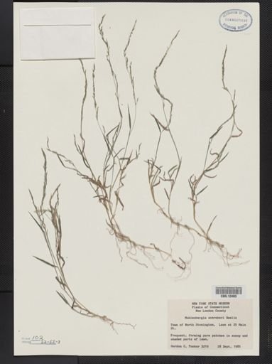 Muhlenbergia schreberi