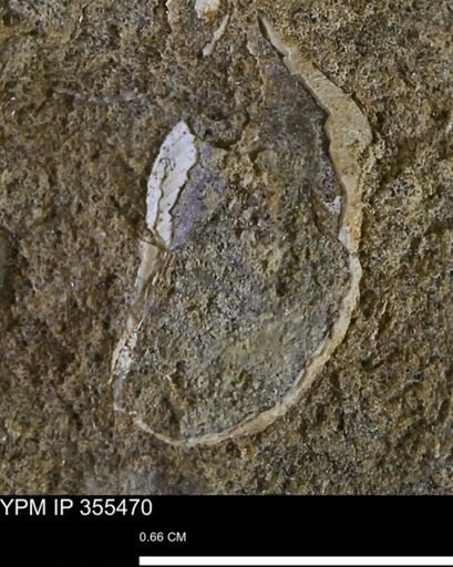 Mollusca