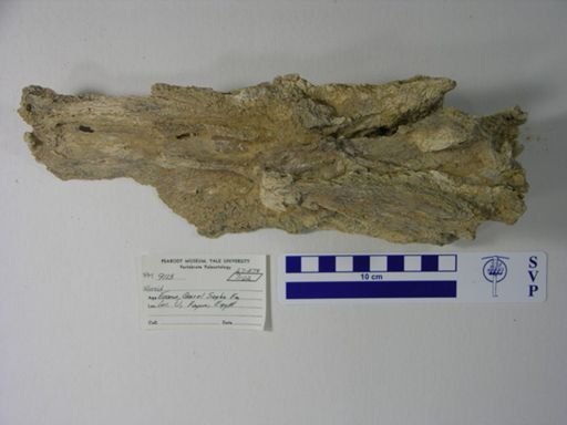 Siluriformes