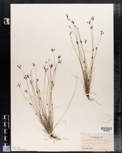 Bulbostylis capillaris
