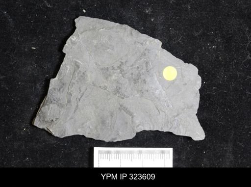 Mormolucoides