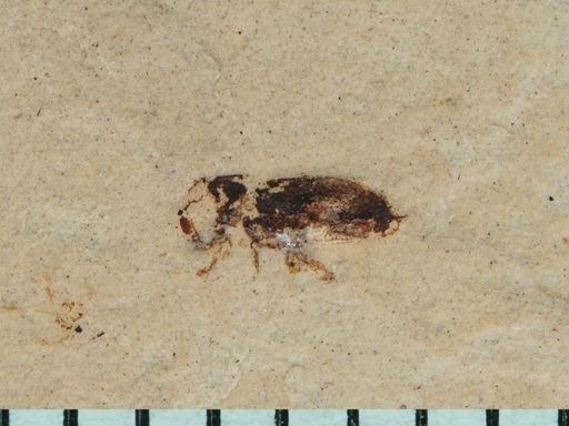 undet. Diptera