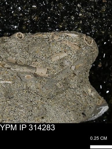 undet. Scaphopoda