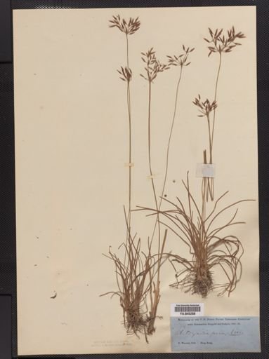 Fimbristylis