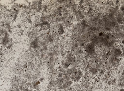 Iodamoeba butschlii