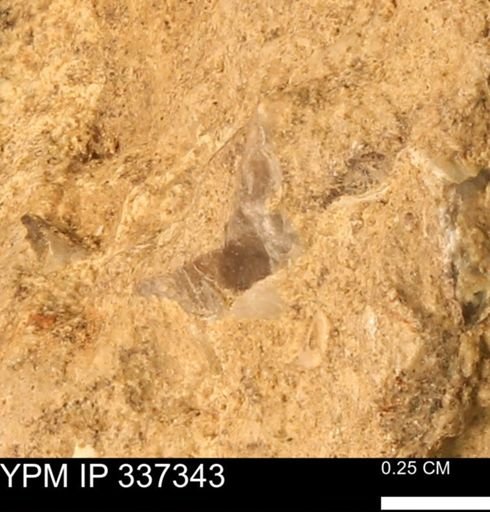 undet. Bivalvia